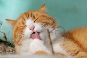 analysis of nicotinamide in feline plasma 